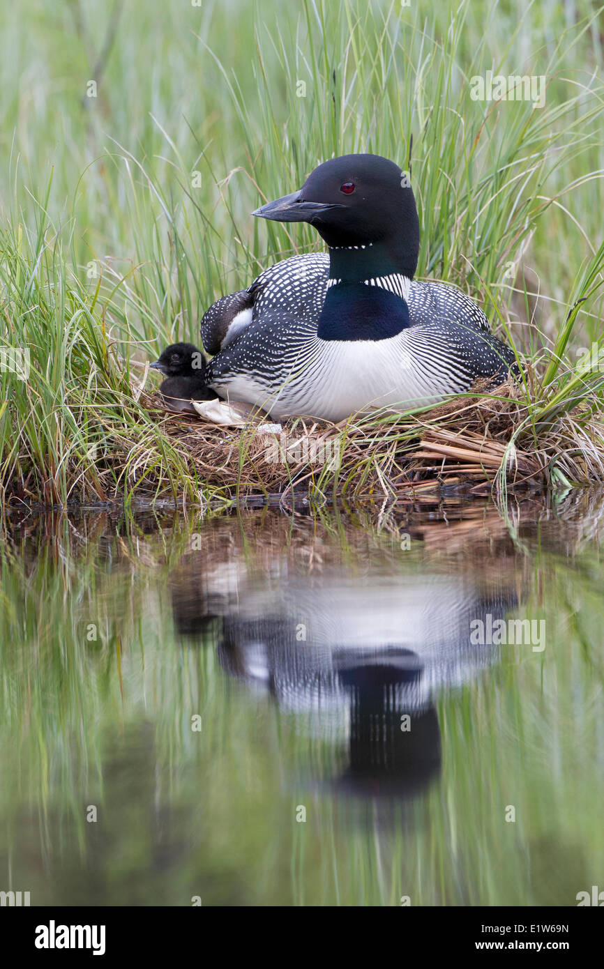 Common loon (Gavia immer) adult chick on nest  interior British Columbia. The less-than-a-day old chick is next to the empty Stock Photo