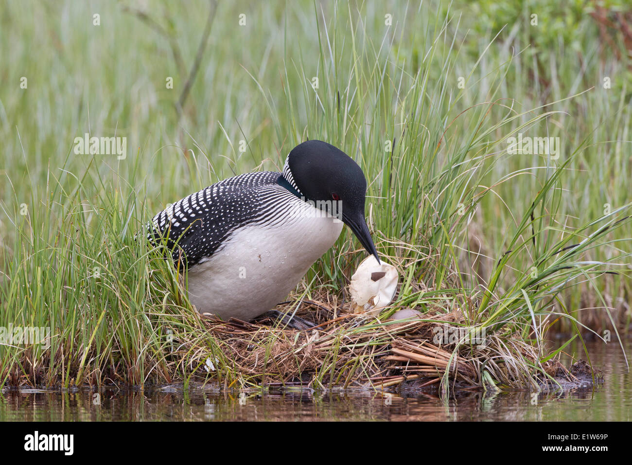 Common loon (Gavia immer) removing egg membrane nest interior British Columbia. The white membrane that lined the now-hatched Stock Photo