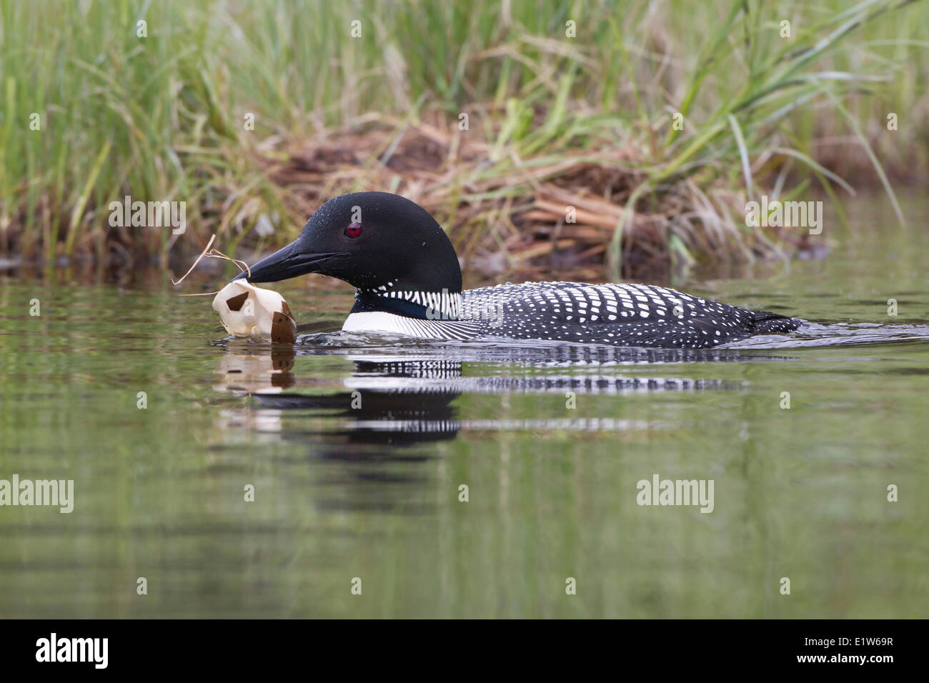 Common loon (Gavia immer) removing egg membrane nest interior British Columbia. The white membrane that lined the now-hatched Stock Photo