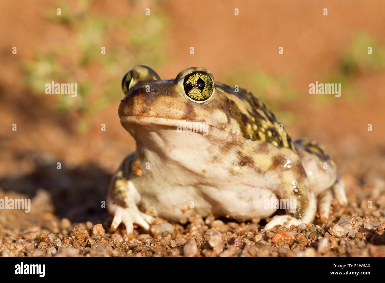 Couchs spadefoot scaphiopus couchii amado hires stock photography and