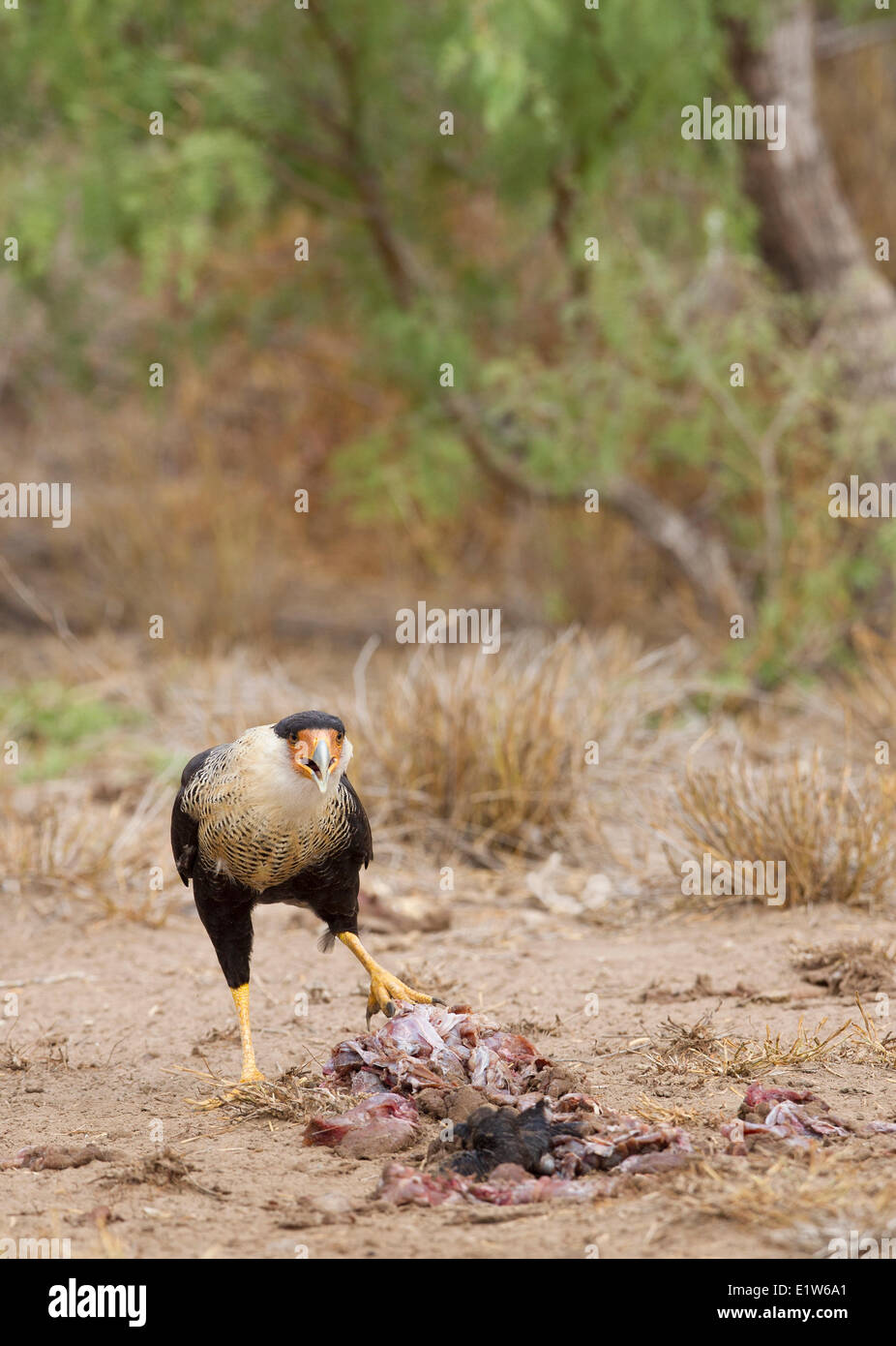 Crested caracara (Caracara cheriway) adults (front) juvenile eating carrior provided by the photographer Martin Refuge near Stock Photo