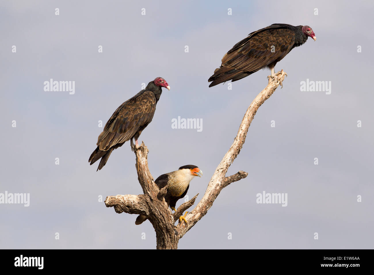 Crested caracara (Caracara cheriway) adult (center) turkey vultures (Cathartes aura)  Martin Refuge near Edinburg South Texas. Stock Photo