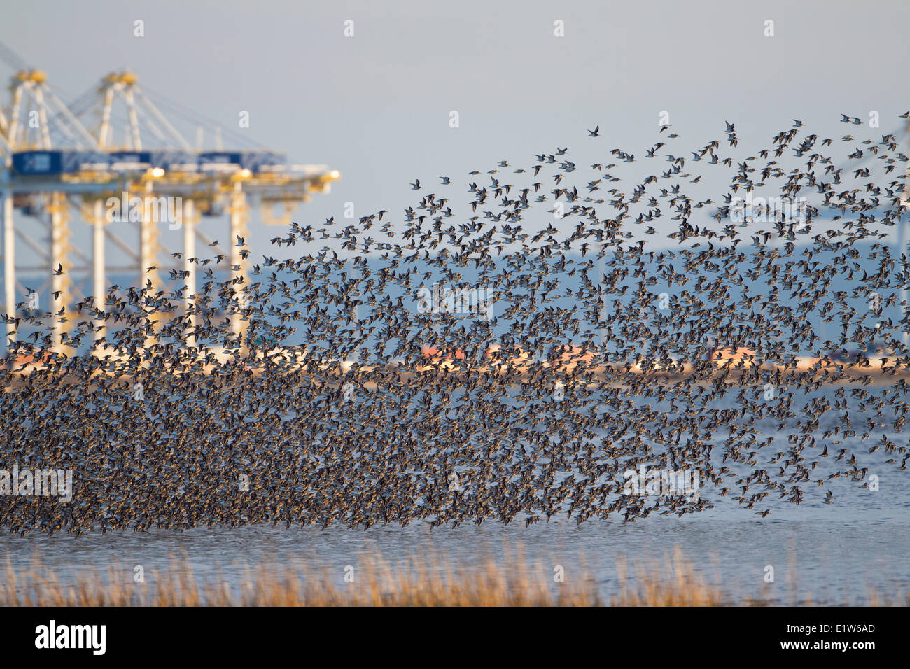 Dunlin (Calidris alpina), flock in flight near Deltaport shipping terminal,  Brunswick Point, Delta, British Columbia. Stock Photo
