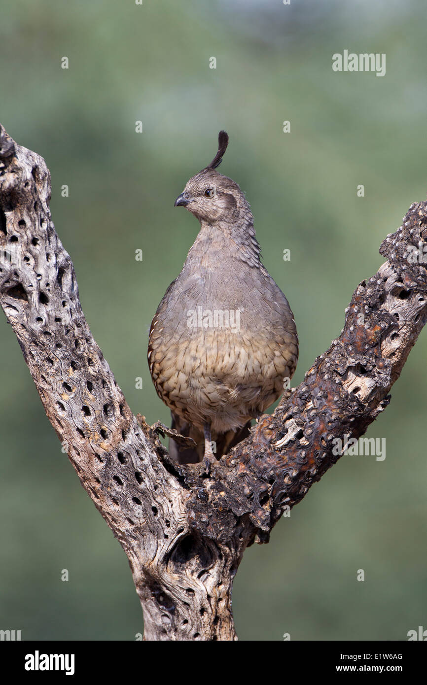Gambel's quail (Callipepla gambelii), female in dead cholla (Cylindropuntia sp.), Elephant Head Pond, Amado, Arizona. Stock Photo