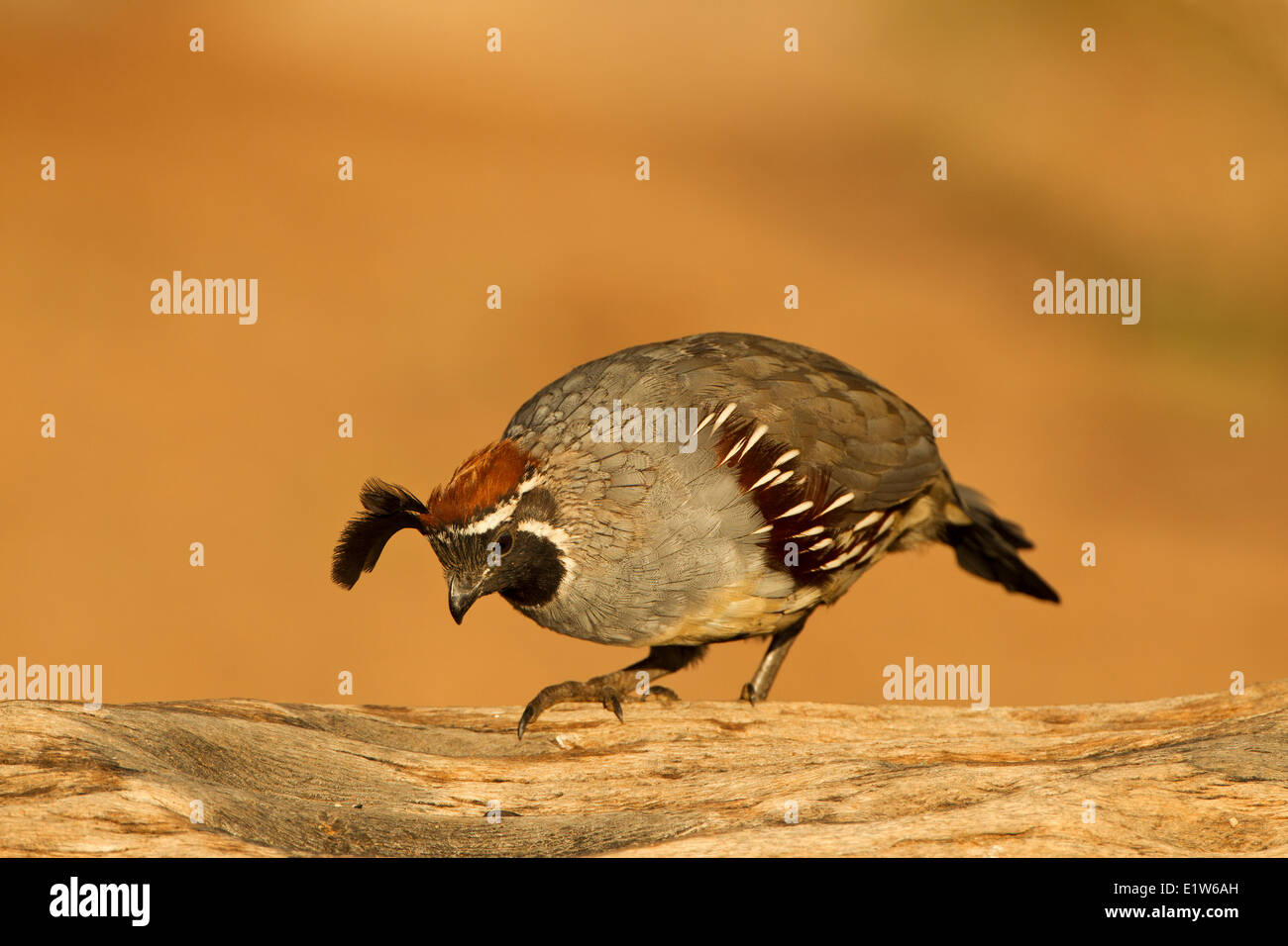 Gambel's quail (Callipepla gambelii), male, Elephant Head Pond, Amado, Arizona. Stock Photo