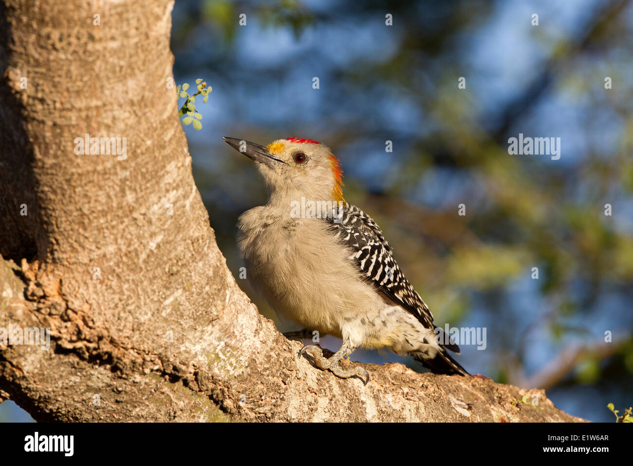 Golden-fronted woodpecker (Melanerpes aurifrons), male, Santa Clara Ranch, near Edinburg, South Texas. Stock Photo
