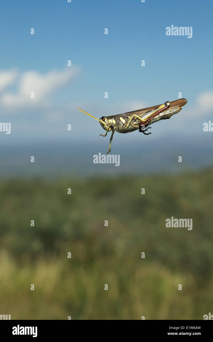 Grasshopper, probably family Acrididae, on windshield, Agua Caliente Canyon, near Amado, Arizona. Stock Photo