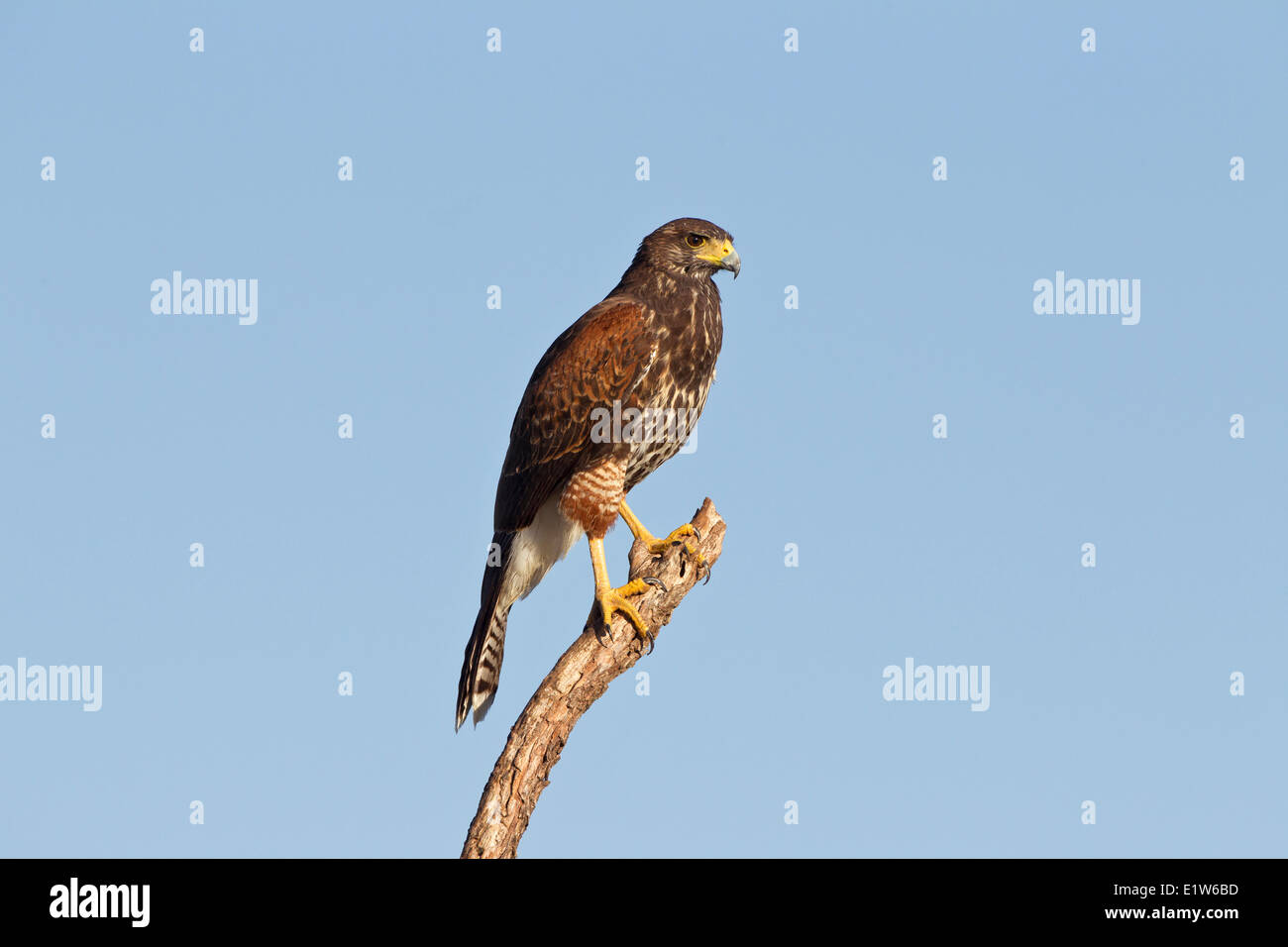 Harris's hawk (Parabuteo unicinctus), juvenile, Martin Refuge, near Edinburg, South Texas. Stock Photo