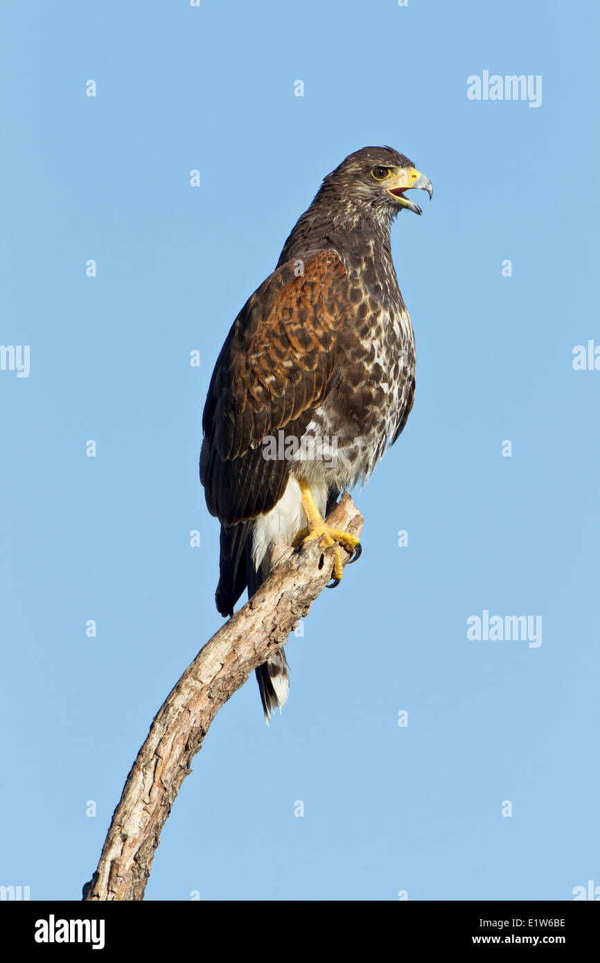 Harris's hawk (Parabuteo unicinctus), juvenile, Martin Refuge, near Edinburg, South Texas. Stock Photo