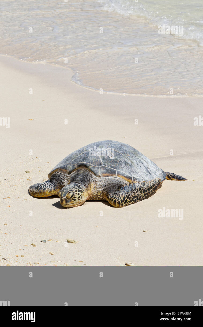 Hawaiian green sea turtle (Chelonia mydas) resting on beach Sand Island Midway Atoll National Wildlife Refuge Northwest Stock Photo