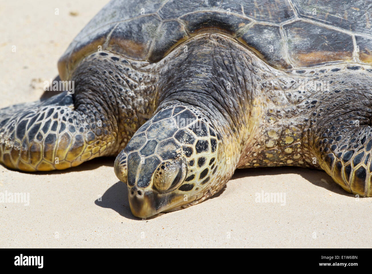 Hawaiian green sea turtle (Chelonia mydas) resting on beach Sand Island Midway Atoll National Wildlife Refuge Northwest Stock Photo