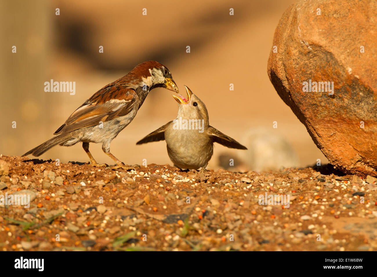House sparrow (Passer domesticus), male feeding seeds to fledging, Elephant Head Pond, Amado, Arizona. Stock Photo