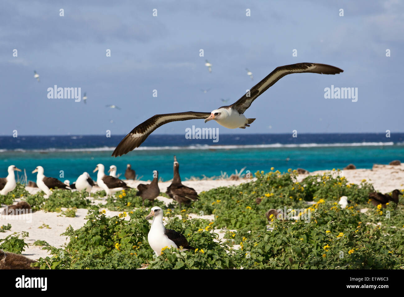 Laysan albatross (Phoebastria immutabilis) in flight over nesting colony Sand Island Midway Atoll National Wildlife Refuge Stock Photo