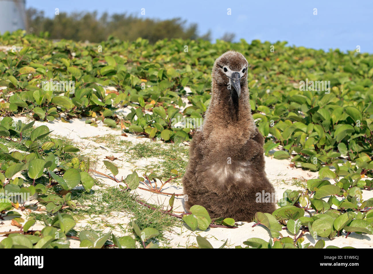 Laysan Albatross Phoebastria Immutabilis Chick Among Beach Morning Glory Ipomea Pes Caprae