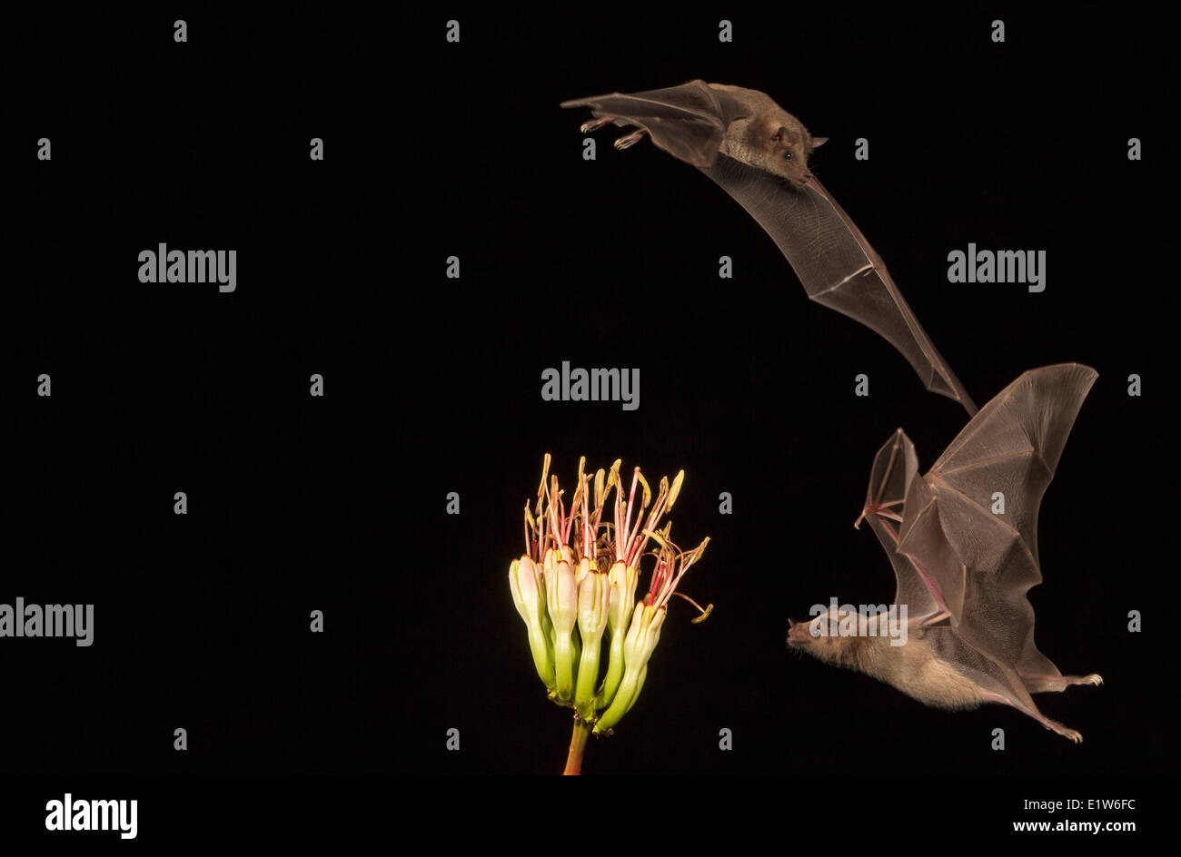 Lesser long-nosed bat (Leptonycteris yerbabuenae), feeding on Agave flower, Amado, Arizona. This bat is listed as vulnerable. Stock Photo