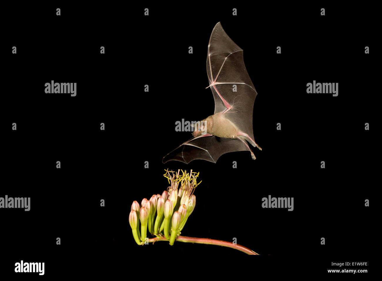 Lesser long-nosed bat (Leptonycteris yerbabuenae), feeding on Agave flower, Amado, Arizona. This bat is listed as vulnerable. Stock Photo