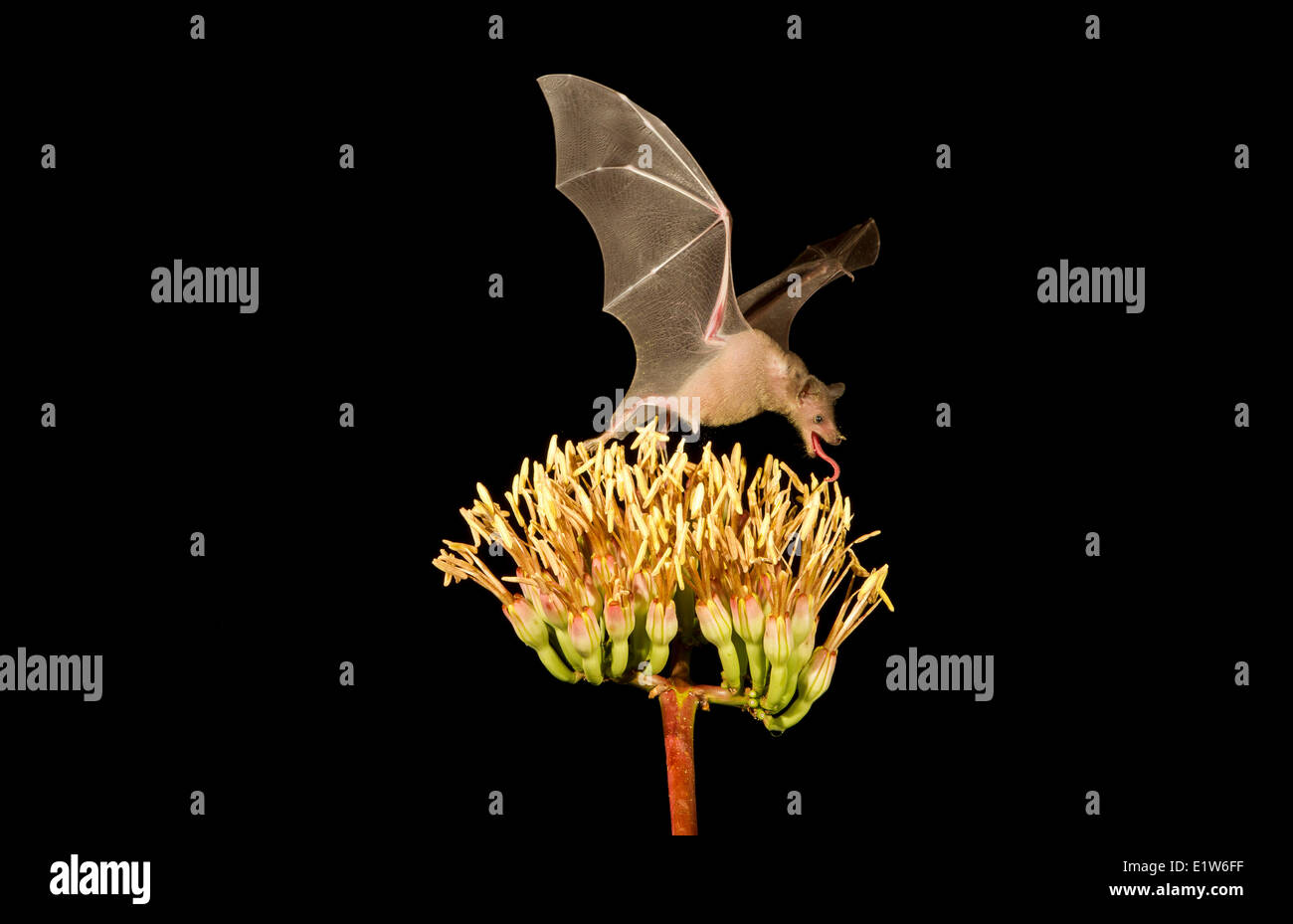 Lesser long-nosed bat (Leptonycteris yerbabuenae), feeding on Agave flower, Amado, Arizona. This bat is listed as vulnerable. Stock Photo