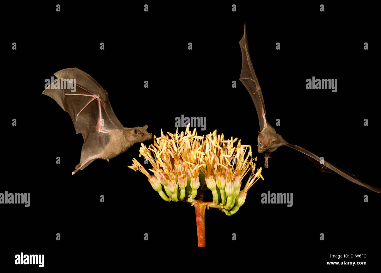 Lesser long-nosed bat (Leptonycteris yerbabuenae), feeding on Agave flower, Amado, Arizona. This bat is listed as vulnerable. Stock Photo