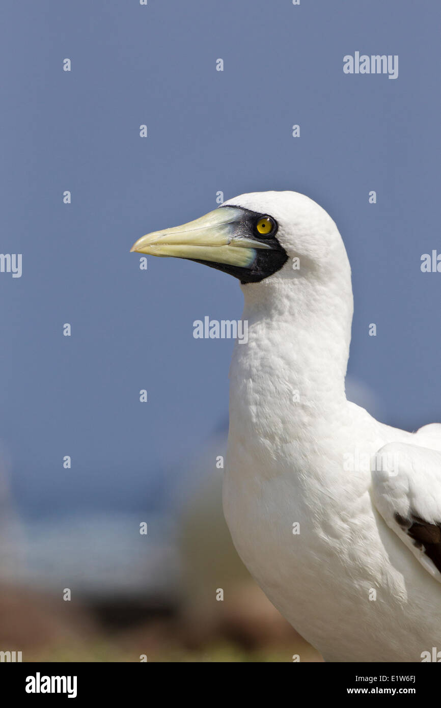 Masked booby (Sula dactylatra), Eastern Island, Midway Atoll National Wildlife Refuge, Northwest Hawaiian Islands. Stock Photo