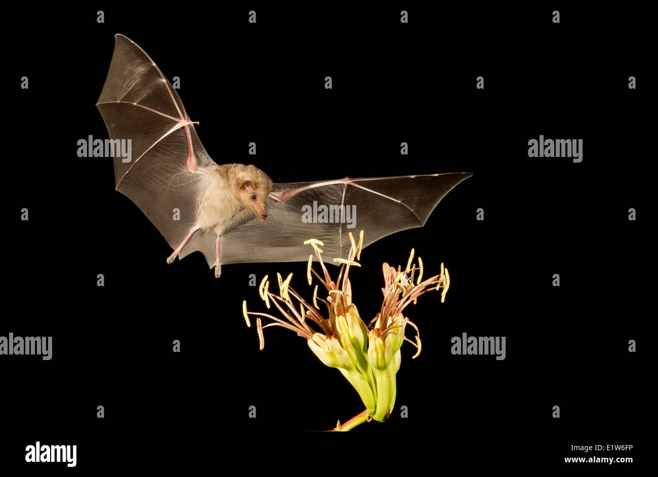 Mexican long-tongued bat (Choeronycteris mexicana) feeding on Agave flower Amado Arizona. This species bat is listed as near Stock Photo