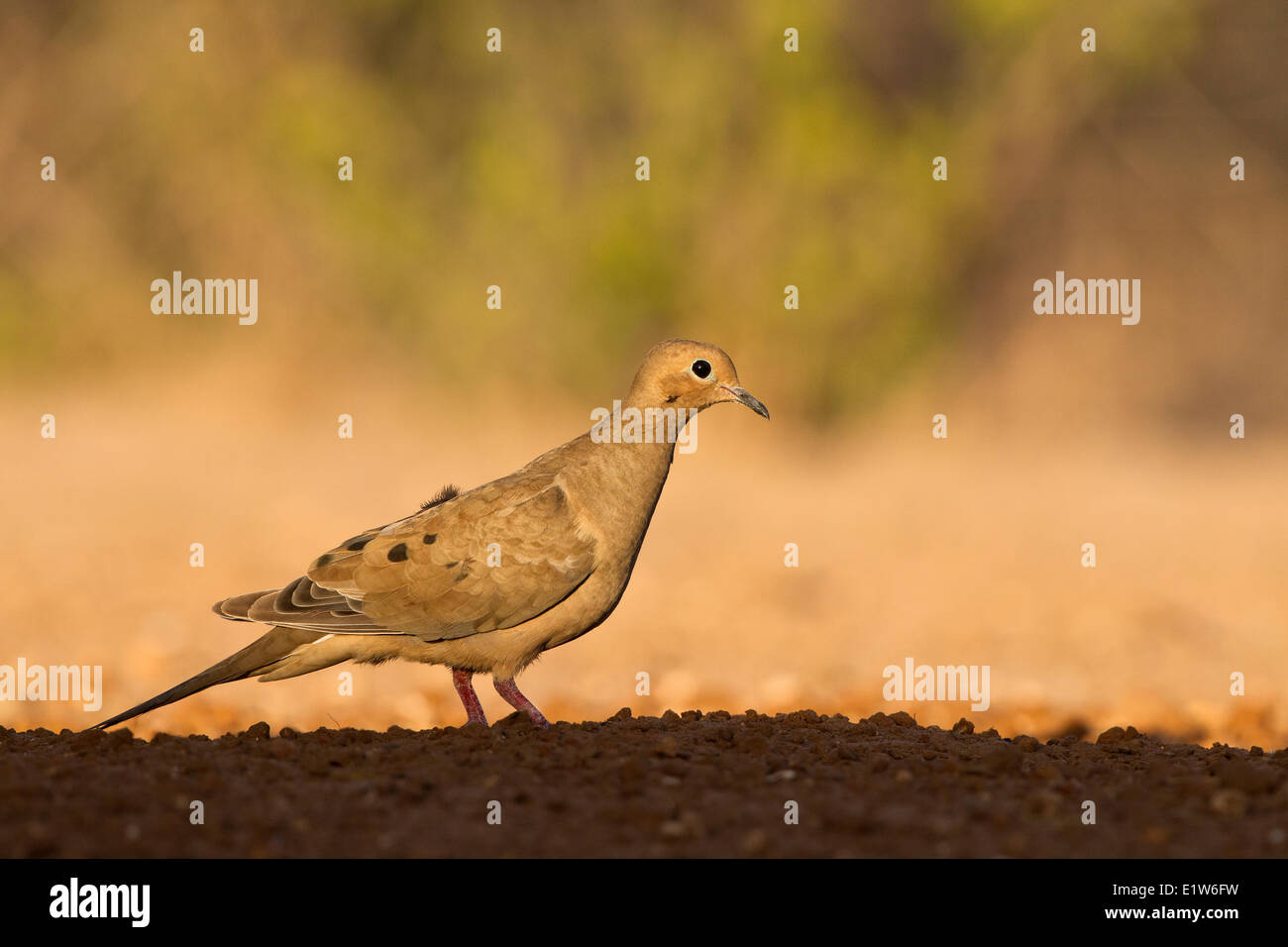 Mourning dove (Zenaida macroura), Santa Clara Ranch, near Edinburg, South Texas. Stock Photo