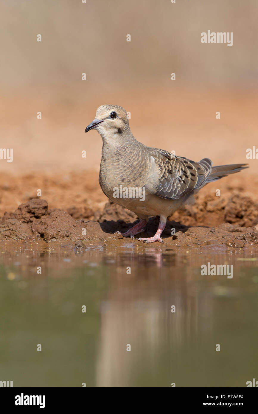 Mourning dove (Zenaida macroura), juvenile at pond to drink water, Santa Clara Ranch, near Edinburg, South Texas. Stock Photo
