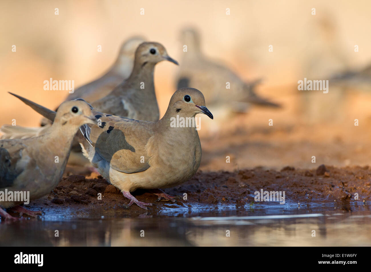 Mourning doves (Zenaida macroura), at pond for water, Santa Clara Ranch, near Edinburg, South Texas. Stock Photo