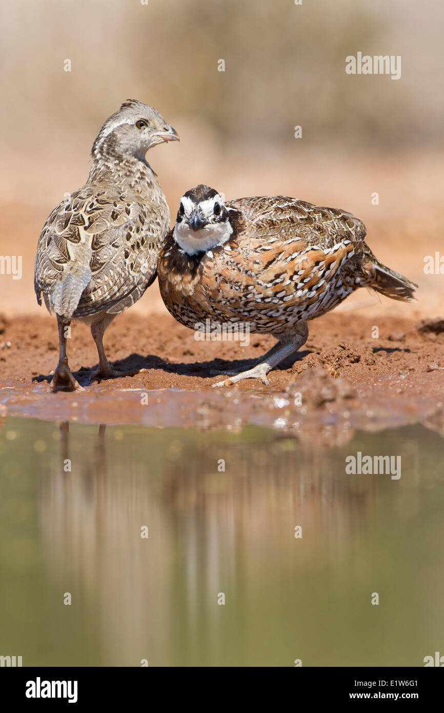 Bobwhite male hi-res stock photography and images - Alamy
