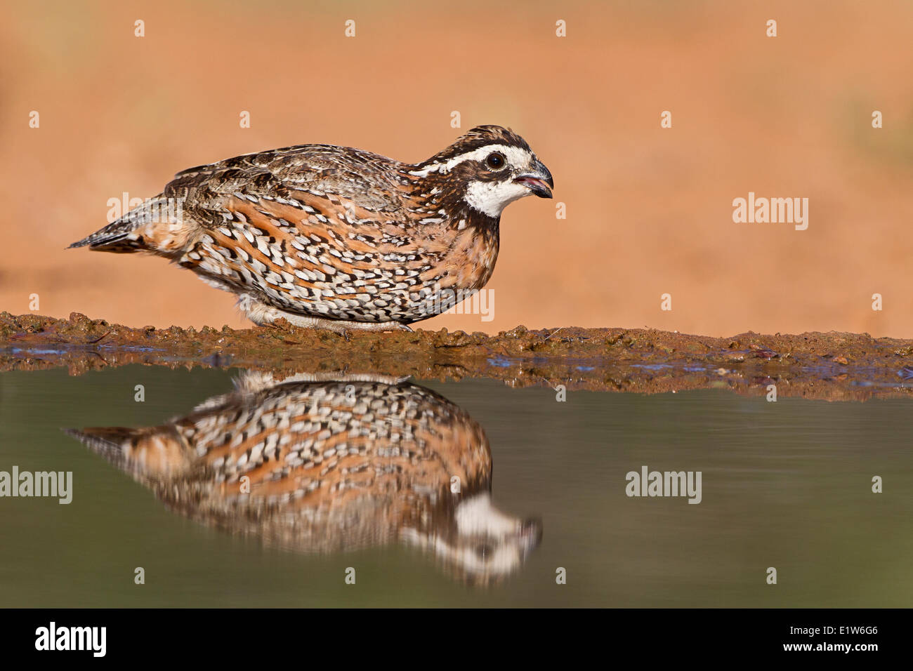 Northern bobwhite (Colinus virginianus), male at pond to drink, Laguna Seca Ranch, near Edinburg, South Texas. Stock Photo