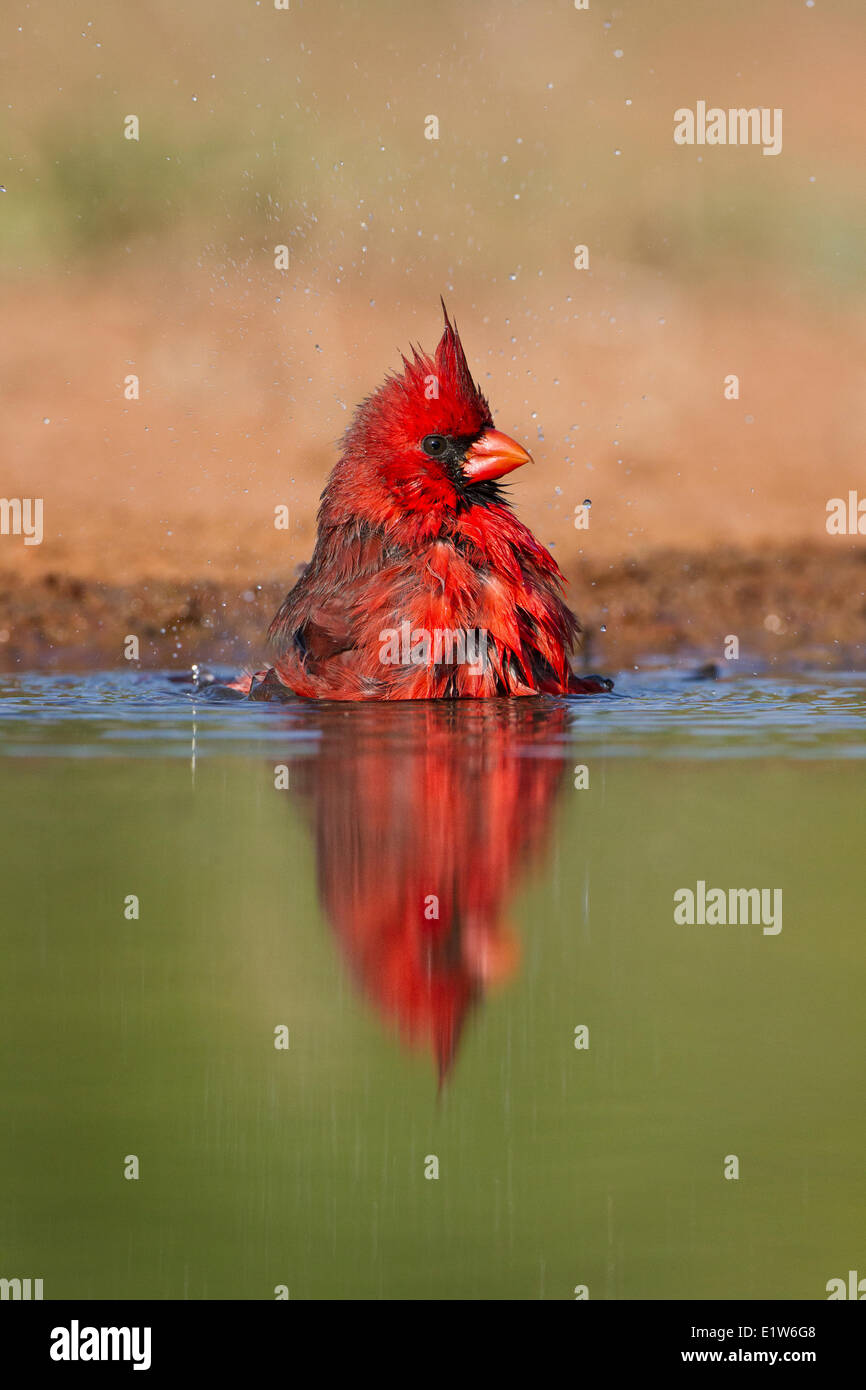 Northern cardinal (Cardinalis cardinalis), male bathing, Laguna Seca Ranch, near Edinburg, South Texas. Stock Photo