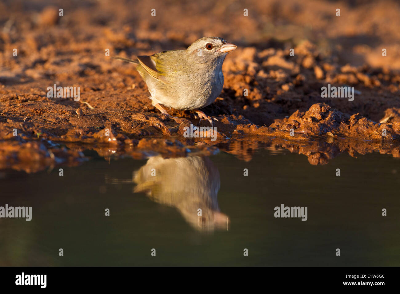 Olive sparrow (Arremonops rufivirgatus), Laguna Seca Ranch, near Edinburg, South Texas. Stock Photo