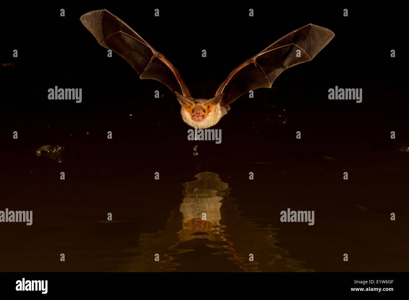 Pallid bat (Antrozous pallidus), drinking, Elephant Head Pond, Amado, Arizona. Stock Photo