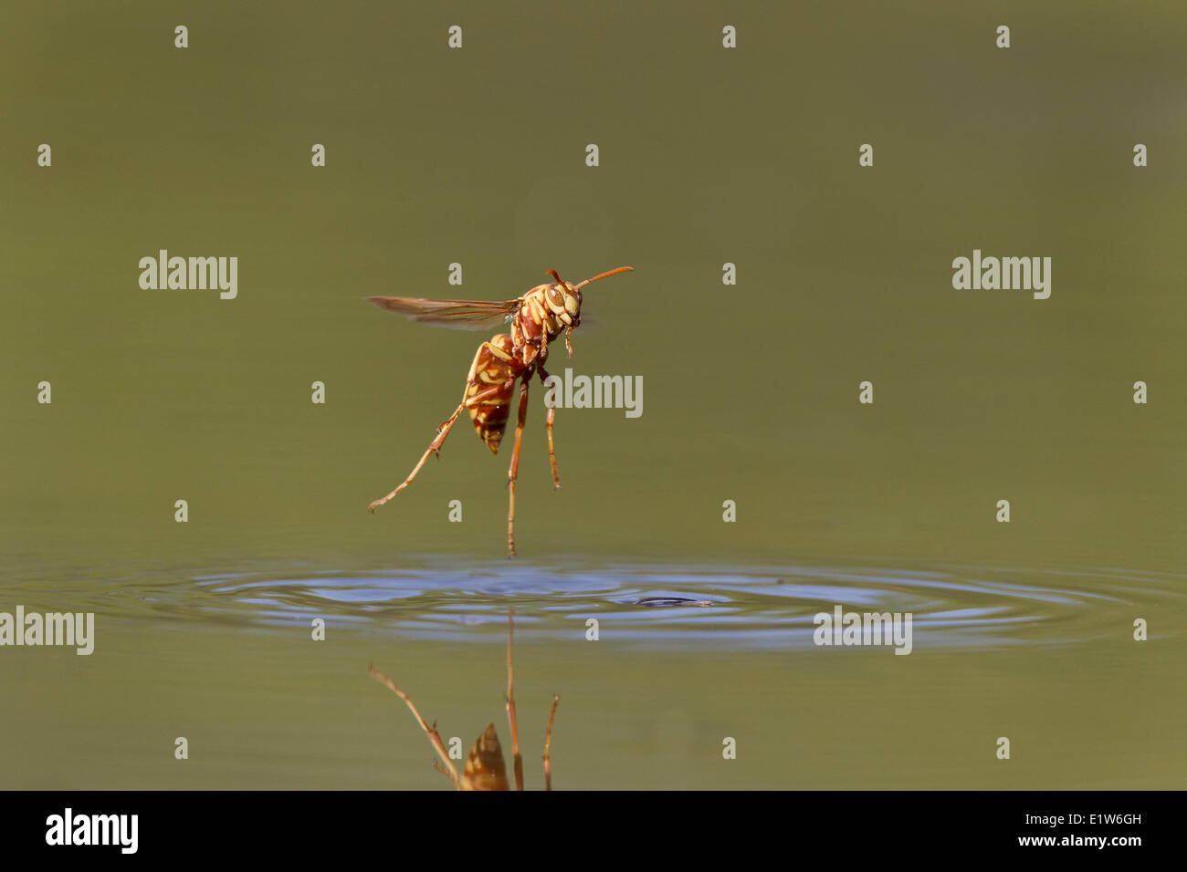Paper wasp (Polistes sp.), taking off from surface of pond after drinking water, Laguna Seca Ranch, near Edinburg, South Texas. Stock Photo