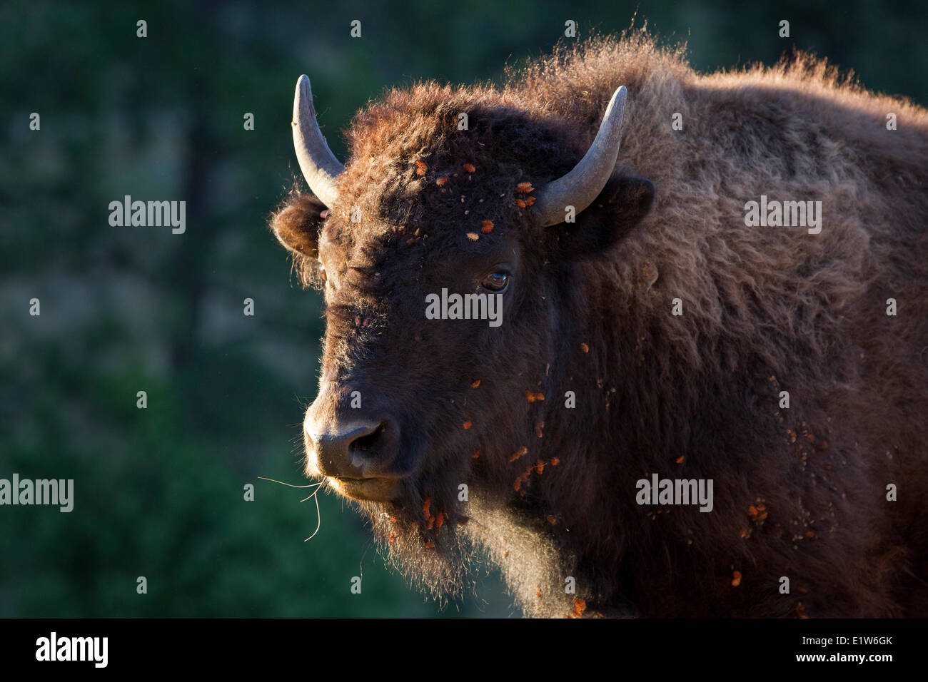 Plains bison (Bison bison bison), cow backlit, Custer State Park, South Dakota. Stock Photo