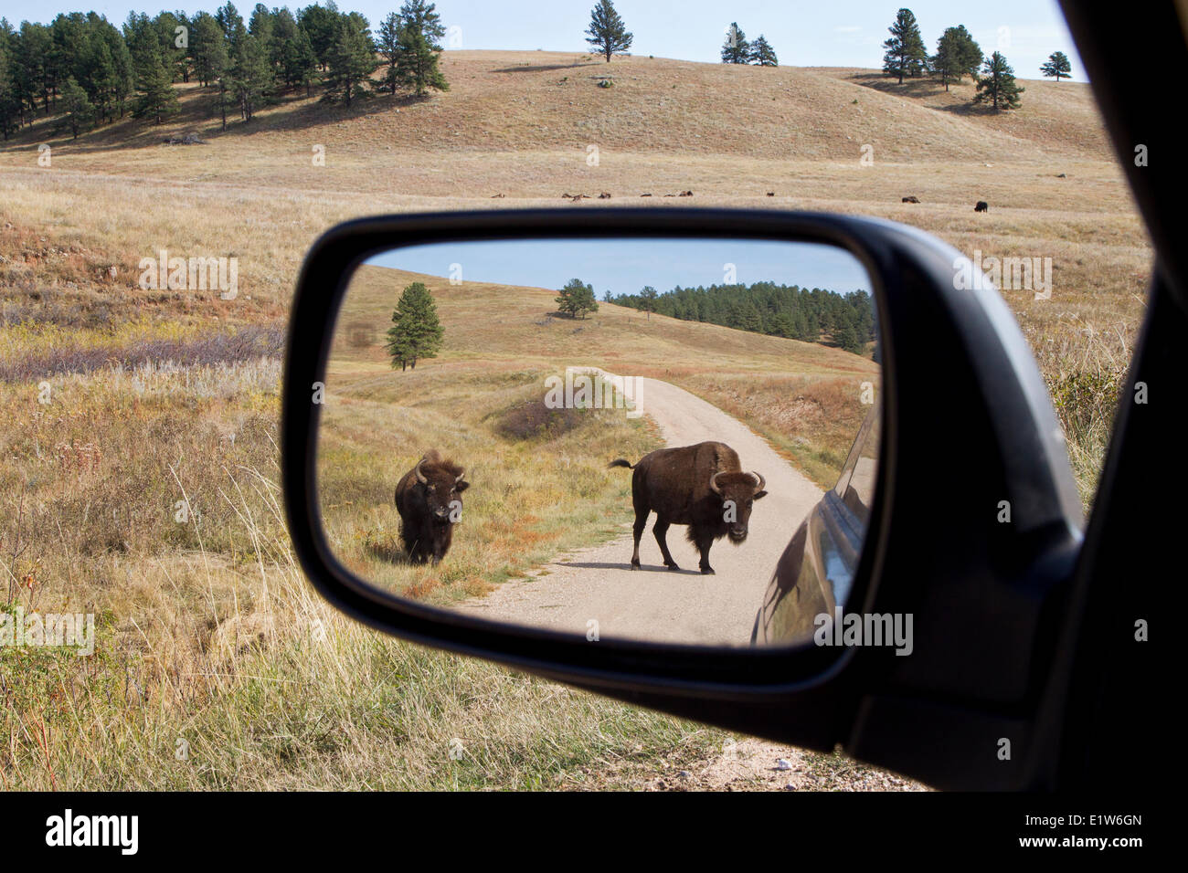 Plains bison (Bison bison bison) in rearview mirror (and herd in distance), Custer State Park, South Dakota. Stock Photo