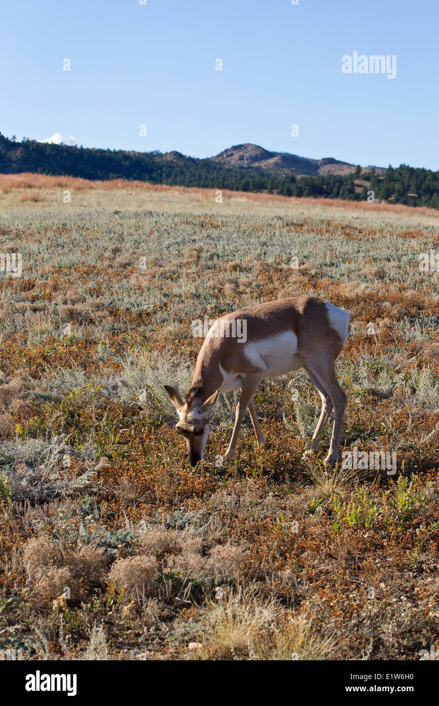 Pronghorn (Antilocapra americana), doe grazing, Custer State Park, South Dakota. Stock Photo