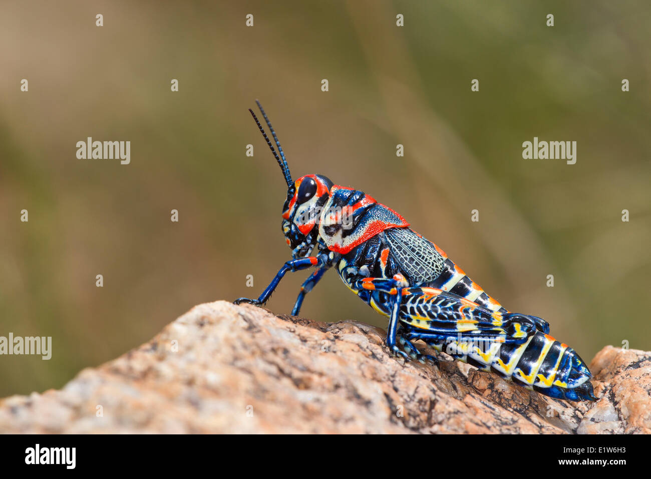 Rainbow (Dactylotum bicolor), near Amado, Arizona Stock