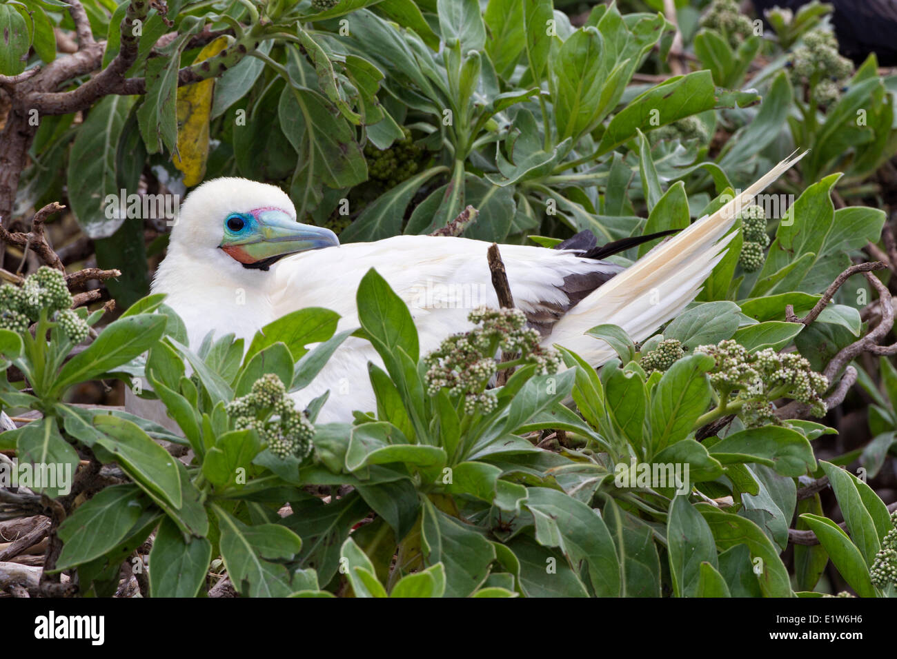 Red-footed booby (Sula sula rubripes) on nest Eastern Island Midway Atoll National Wildlife Refuge Northwest Hawaiian Islands. Stock Photo
