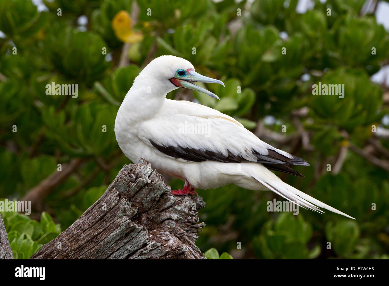 Red-footed booby (Sula sula rubripes), Eastern Island, Midway Atoll National Wildlife Refuge, Northwest Hawaiian Islands. Stock Photo