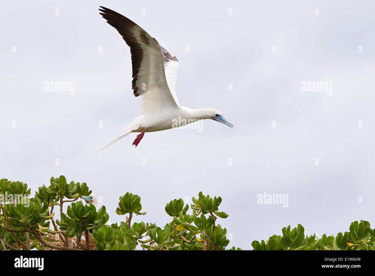 Red-footed booby (Sula sula rubripes) in flight Red-footed booby (Sula sula rubripes) in flight over naupaka kauhakai Stock Photo
