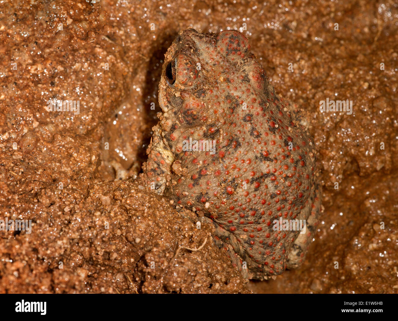 Red-spotted toad (Bufo punctatus), buried in sand, Amado, Arizona. (temporarily captive) Stock Photo