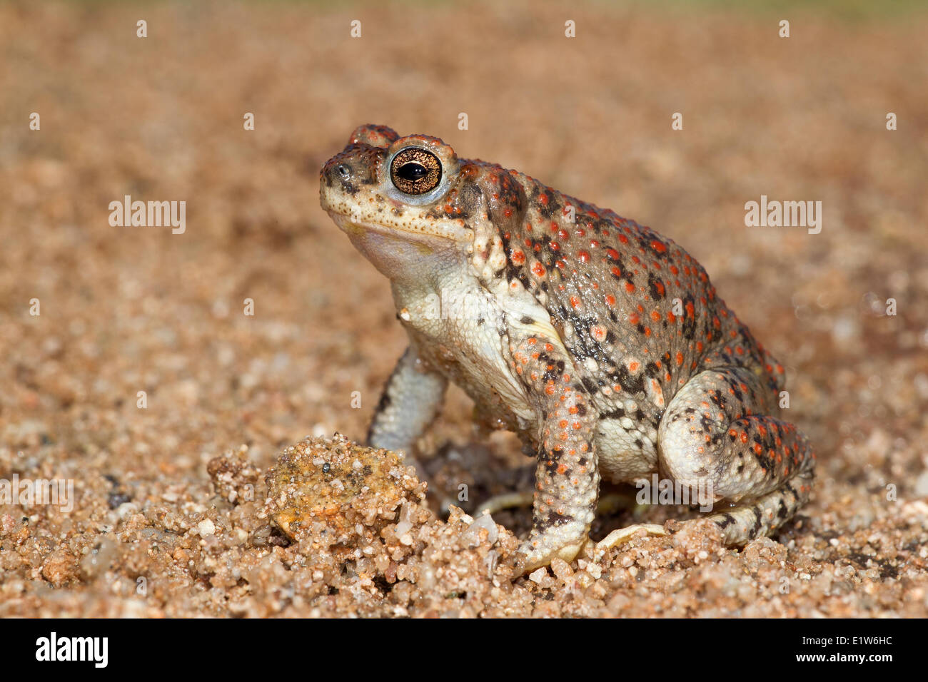 Red-spotted toad (Bufo punctatus), Amado, Arizona. (temporarily captive) Stock Photo