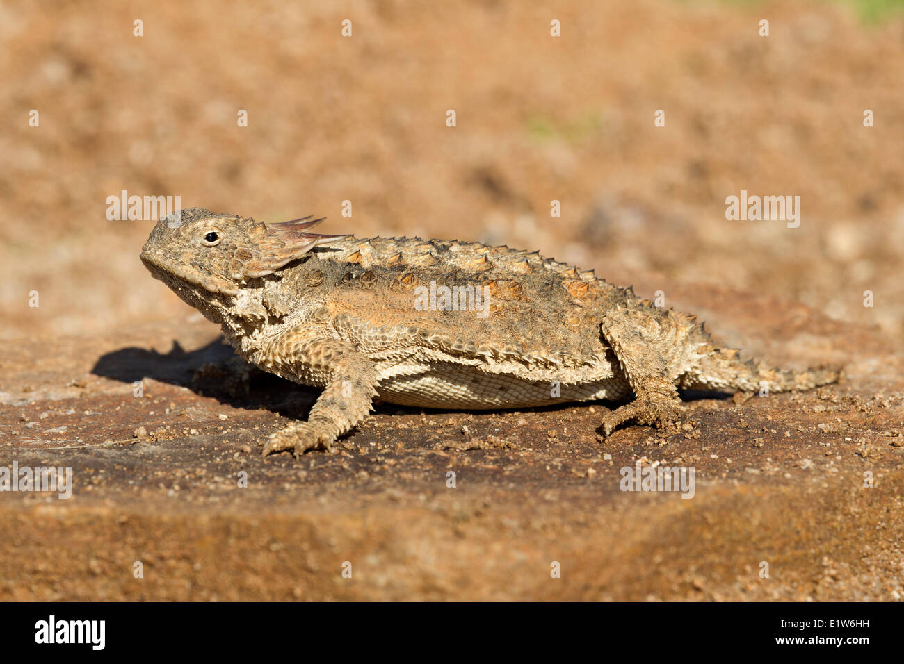 Regal horned lizard (Phrynosoma solare), Amado, Arizona. (captive) Stock Photo