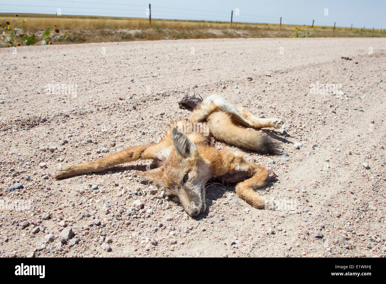 Road-killed swift fox kit (Vulpes velox) near a Colorado. Vehicles are a major source mortality for swift foxes. This species Stock Photo
