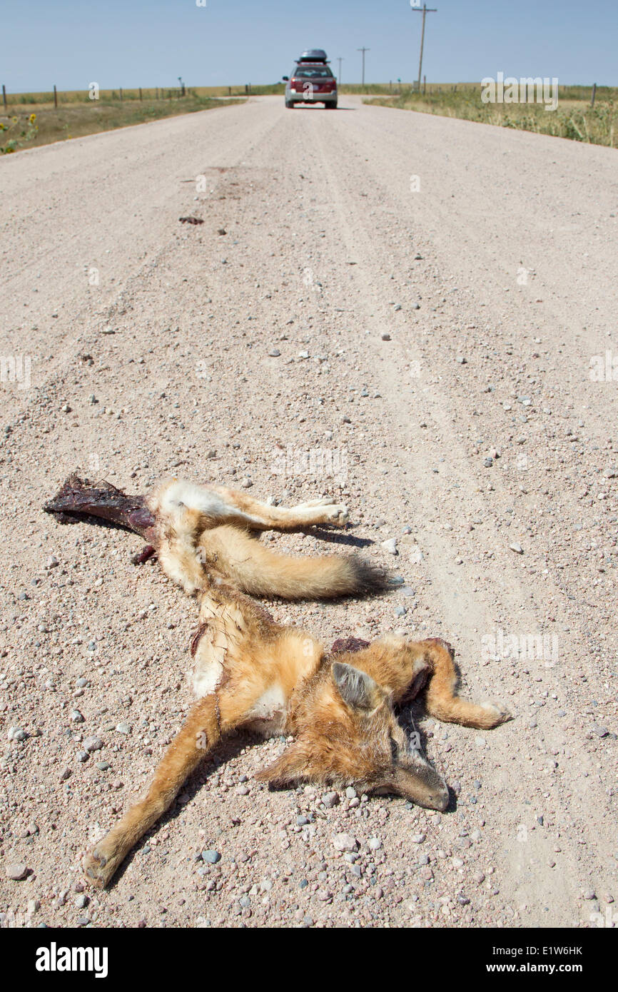 Road-killed swift fox kit (Vulpes velox) near Pawnee National Grassland Colorado. Vehicles are a major source mortality for Stock Photo