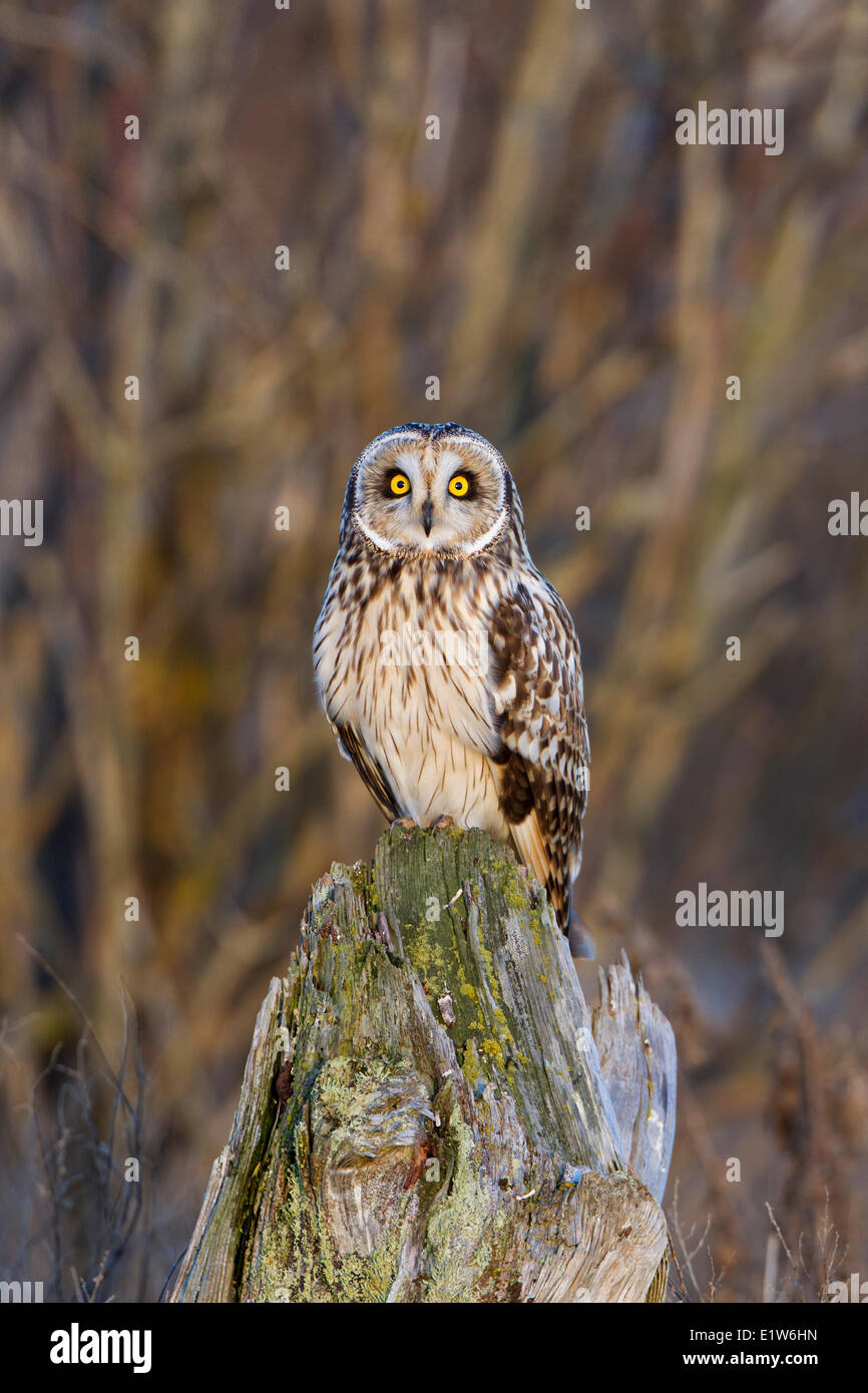 Short-eared owl (Asio flammeus), Brunswick Point, Delta, British Columbia. Stock Photo