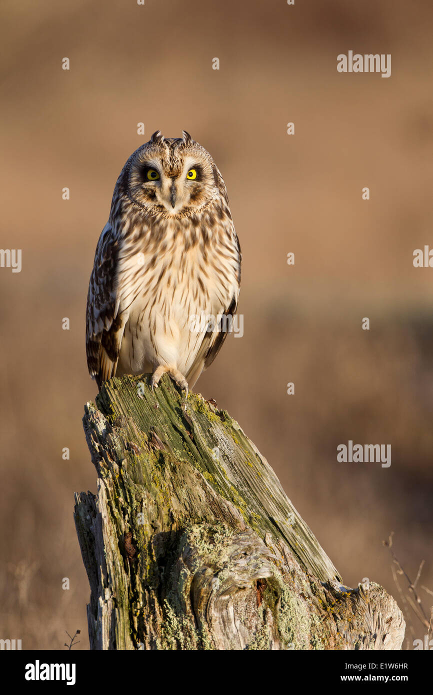 Short-eared owl (Asio flammeus), Brunswick Point, Delta, British Columbia. Stock Photo
