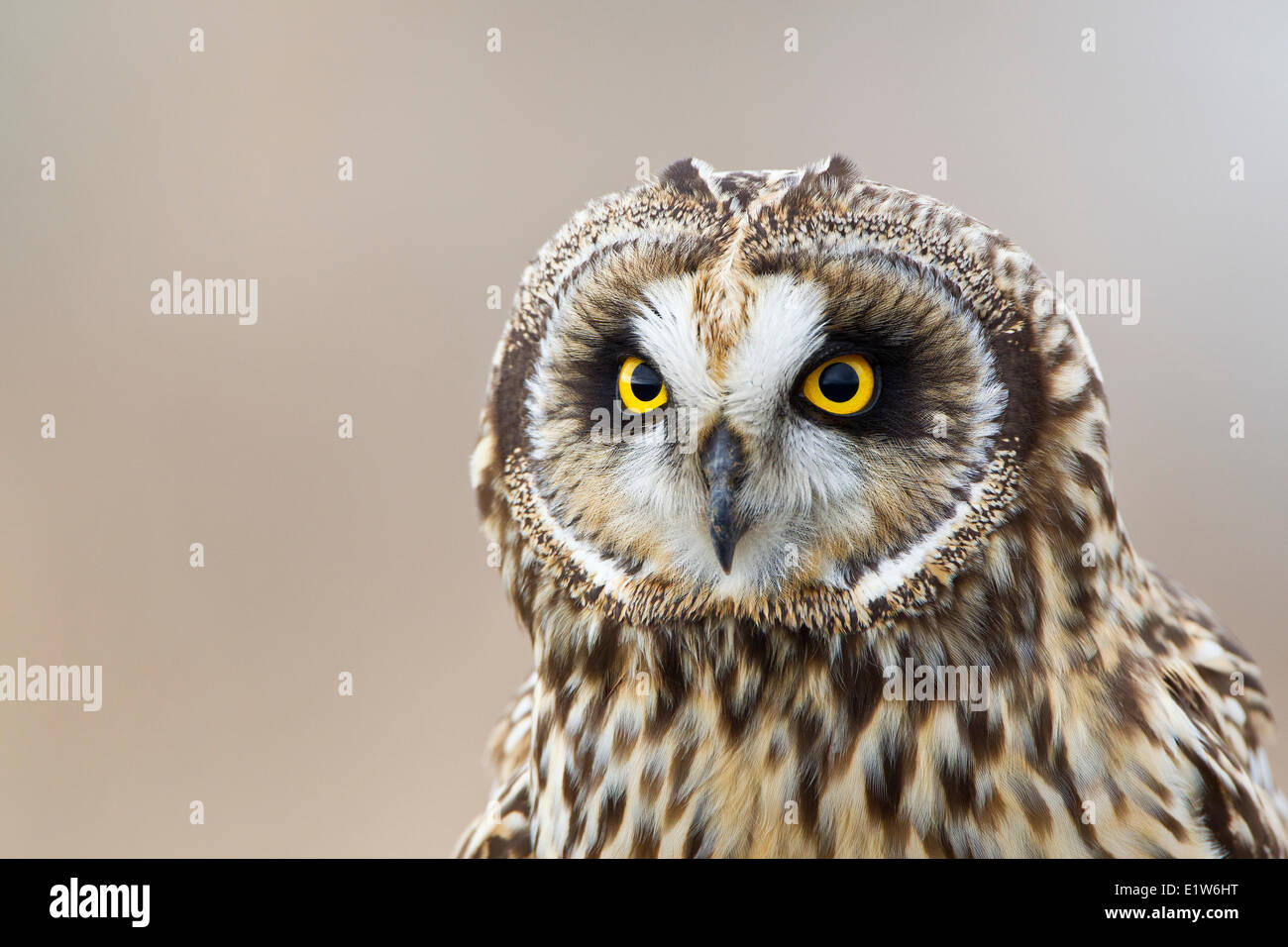 Short-eared owl (Asio flammeus), female, Boundary Bay, British Columbia. Stock Photo