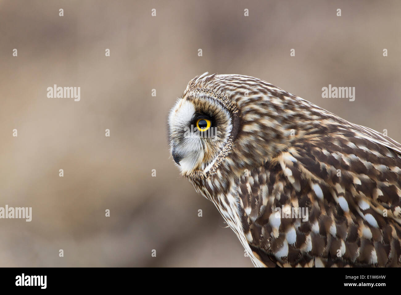 Short-eared owl (Asio flammeus), female, Boundary Bay, British Columbia. Stock Photo