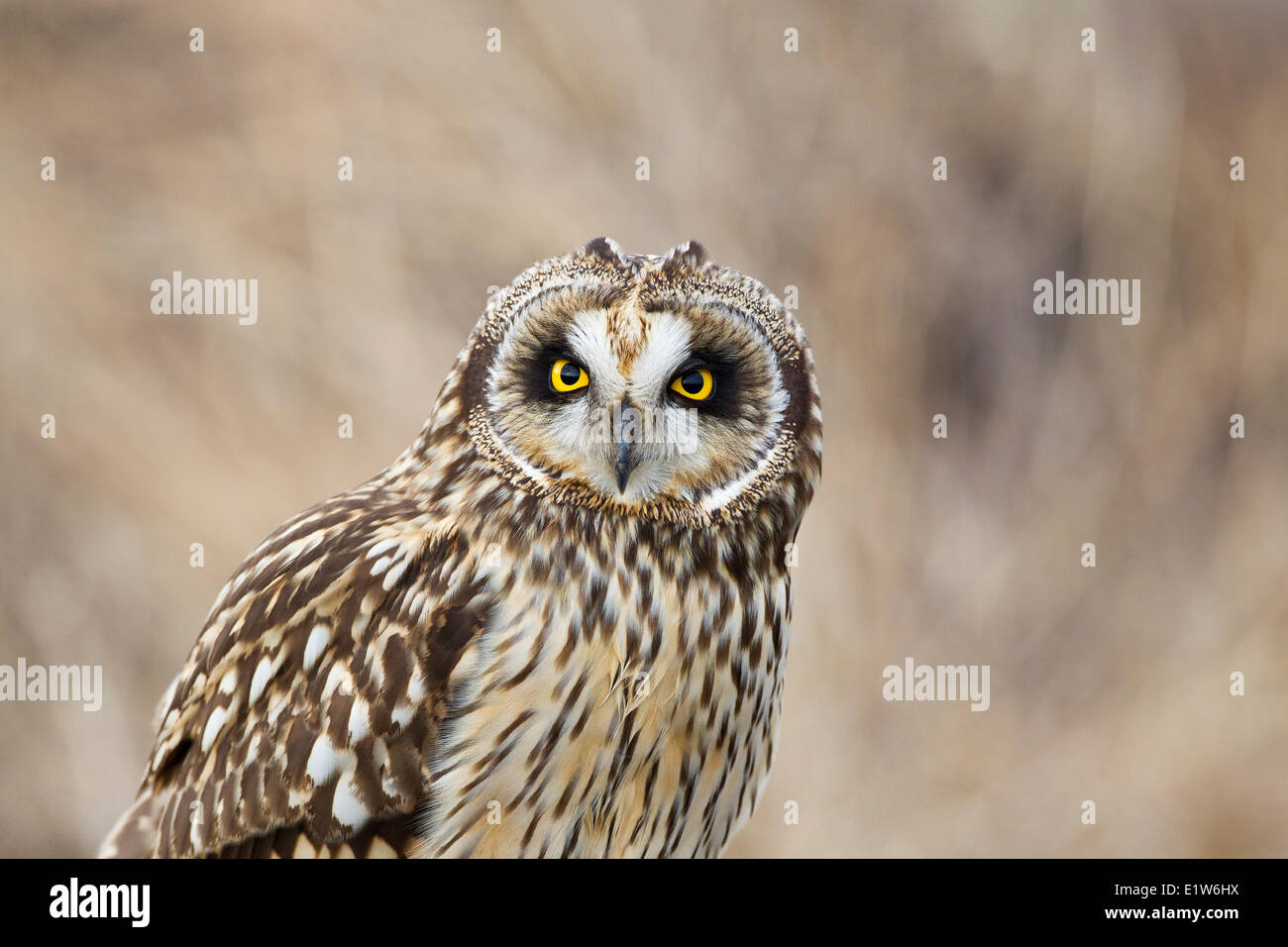 Short-eared owl (Asio flammeus), female, Boundary Bay, British Columbia. Stock Photo